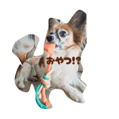 ponpon_20260325205425