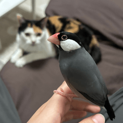 Oto-chan and Mitu-chan