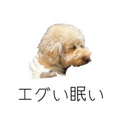 pape_20260325145044