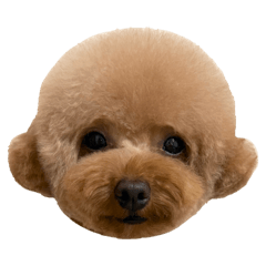 momoco@_20260325195302