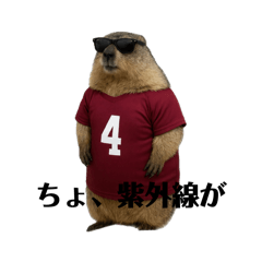 SatoMarmot_20260322230428