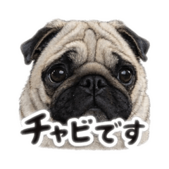 tototo_20260325213857