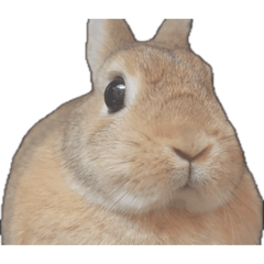 nonnondetective_20260322213216