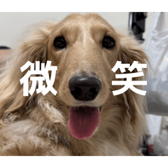 真的啊 就是貼圖（動物版）