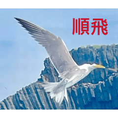 斑鳩每年來孕育後代變好鄰居