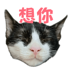 雞腿麵包餐包豆包篇