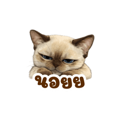 Catssssssssssssssssssssssss