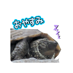 banana_20260325135403