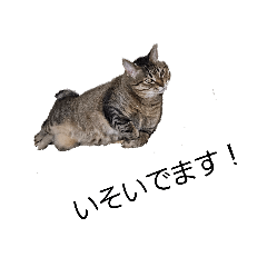 arinko_20260326041532