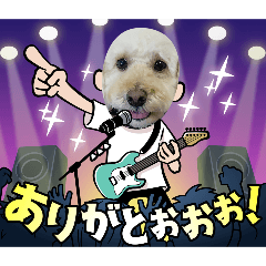 Toypoodle Belle_20260326033719