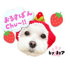 pompom_20260325174650