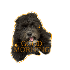 ponpon_20260325201540