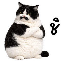 mustache fat cat