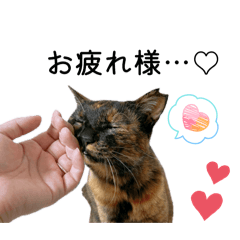 mushichan_20260326115243