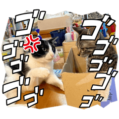 Azuki_20260326114850