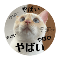 shiratama_20260325222236