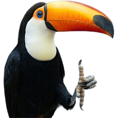 巨嘴鳥真人表演