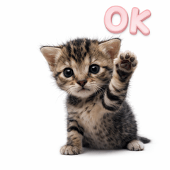 Real Kitten Daily Life:Fluffy 40Stickers