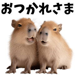 Greetings with a baby capybara