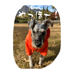 シュナウザーのエブリデイ