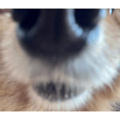 mofumofuchacha_20260323090904