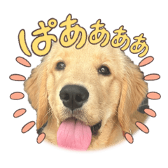 momonga_20260325234009