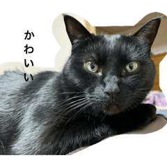 Rensama_20260326115453