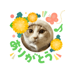 hachi_20260326121938