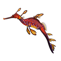 Weedy Seadragon REAL