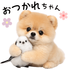 Friendly Shima Enaga & Pomeranian.