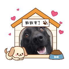 這邊有狗，那邊的貓