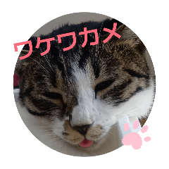 nattu_20260326081616