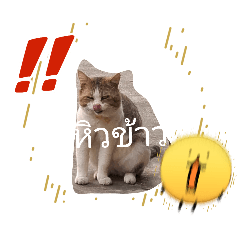 pisanu love animals_20260325233124