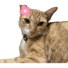 Yuzu cat no context v.1