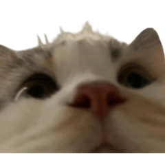 butter_20260326020744