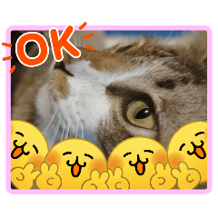 sasiwimon (no.1)_20260325210110