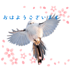 kumiko_20260323141747