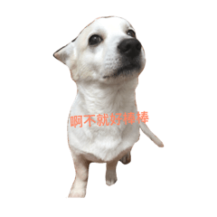 white dudu