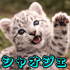 A real little white snow leopard Xiaojie