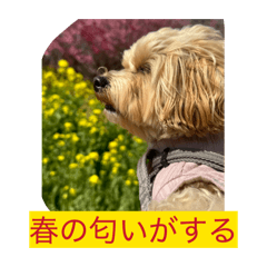 momo_20260326151100