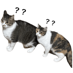 apricot_20260326151211