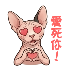 斯芬克斯小貓的日常心情2