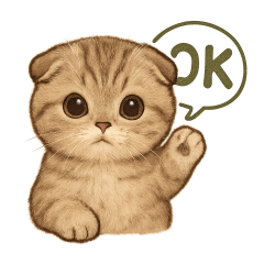 Cute pet Scottish Fold cat