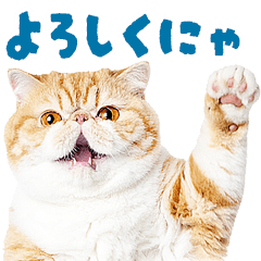 ぶさかわエキゾの猫語あいさつ★リアル写真