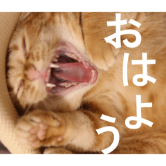 neko_chaco_20260326161343