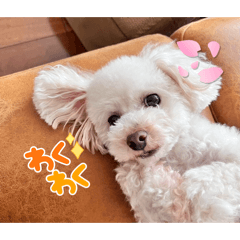 pulin_20260326162349