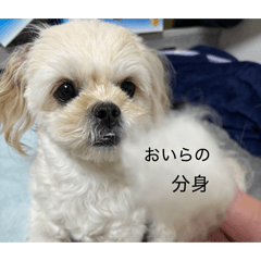 ChaCha_20260326153139