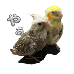 okame_20260326174105