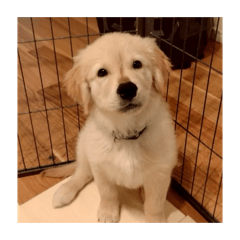 kichikichifarm_20260326175410