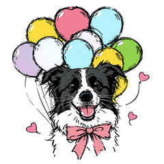 HAL the Border Collie